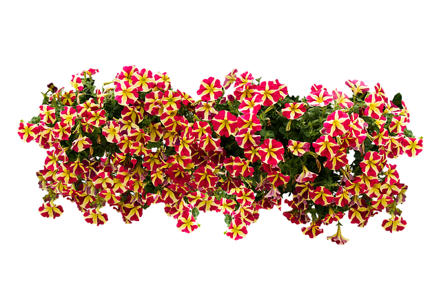 Urban gardening: Die grüne revolution auf dem balkon